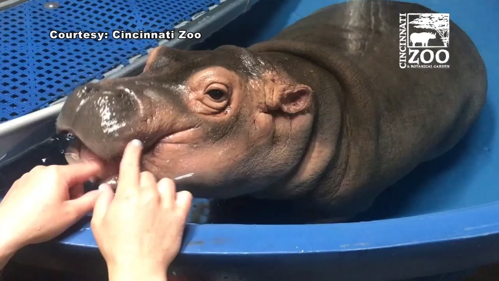 Adorable baby hippo enjoys dental check-up